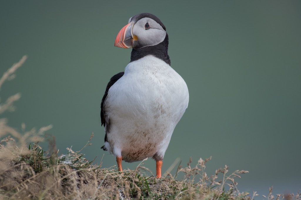 Puffin in Iceland - photo by Pascal Mauerhofer