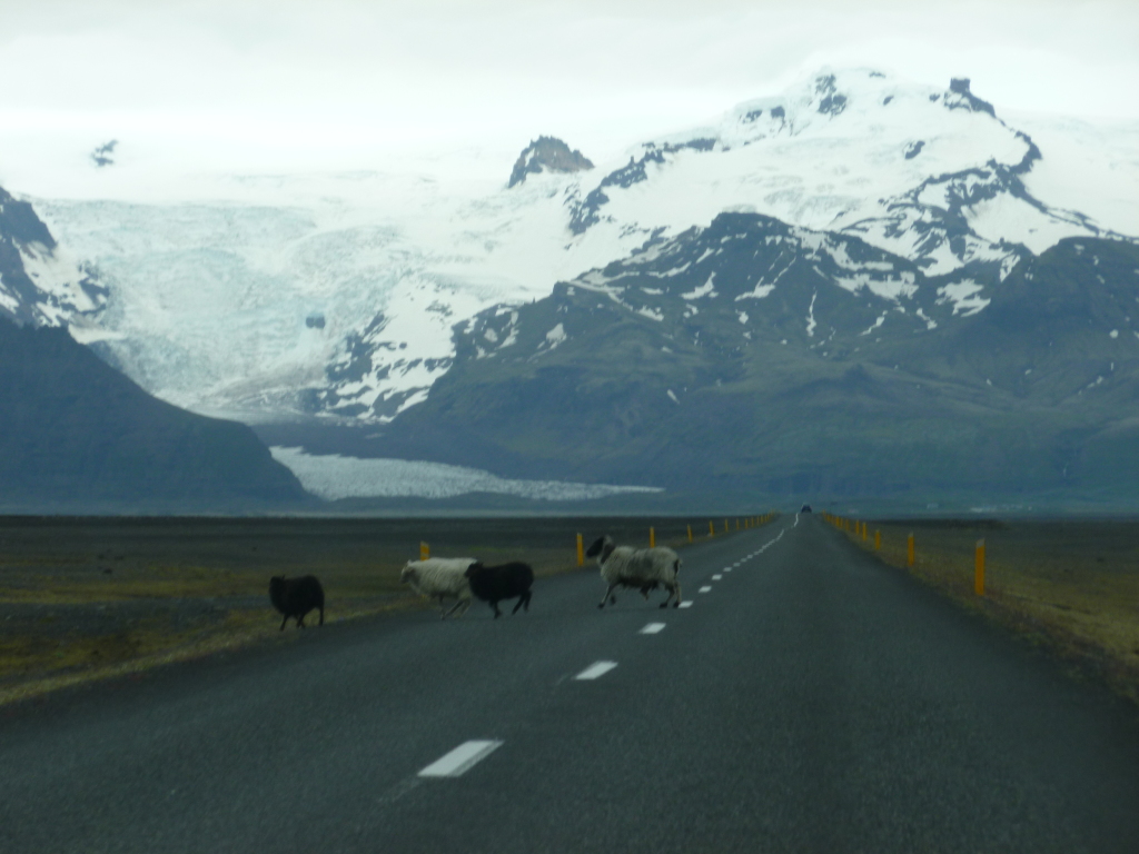 Iceland, sheep, black sheep