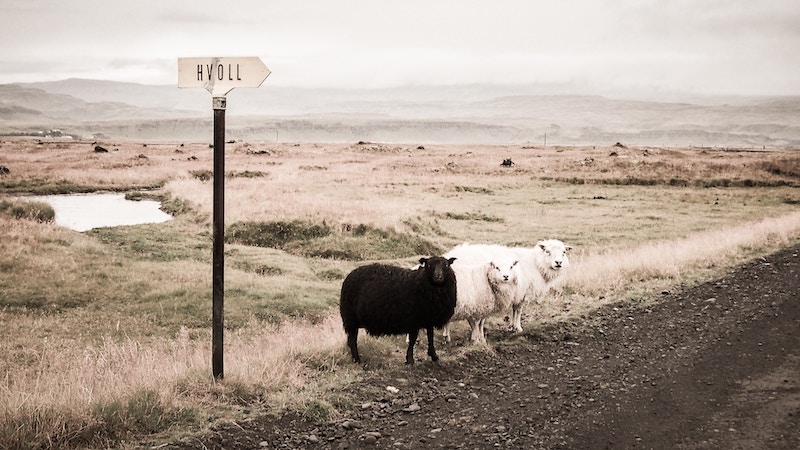 Sheep in Iceland photo by topich-unsplash