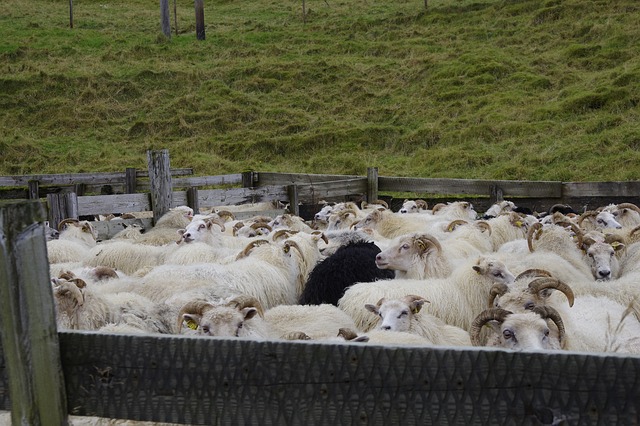 Icelandic sheep being round up for the Réttir