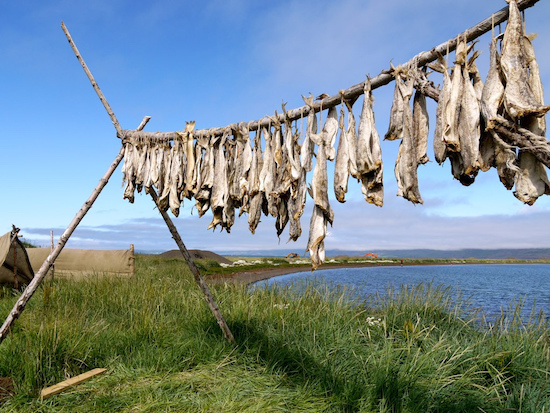 Harðfiskur - dried Icelandic fish hanging outside