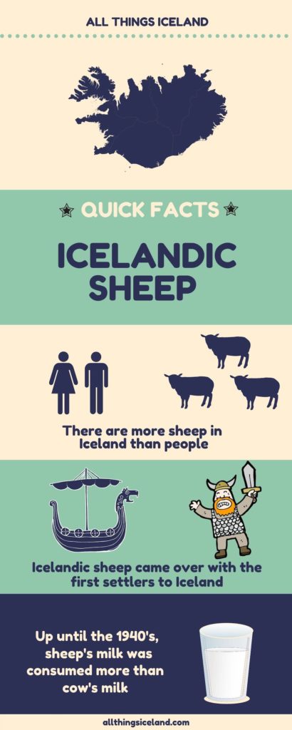 Icelandic Sheep infographic by All Things Iceland
