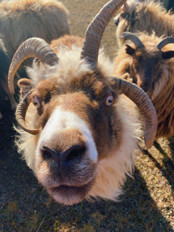 Icelandic ram - All Things Iceland podcast