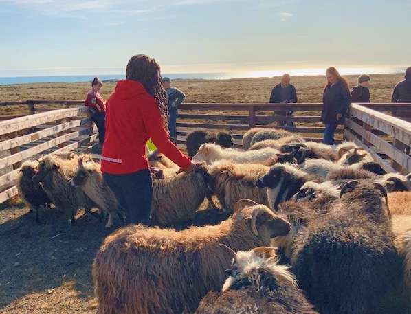 Icelandic sheep being sorted at a Réttir in Iceland - All Things Iceland podcast