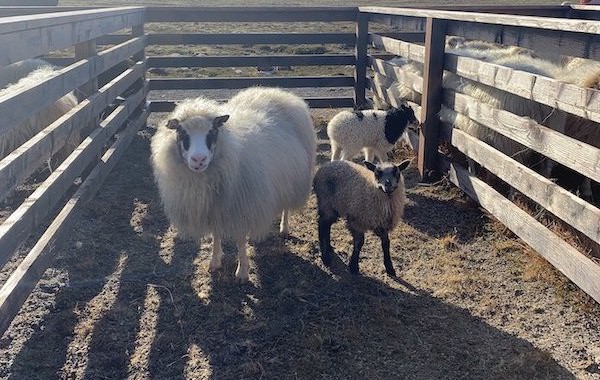 Icelandic sheep and her lambs