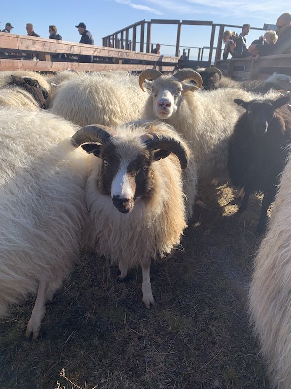 Icelandic sheep in a pen during the yearly sheep round-up - All Things Iceland podcast